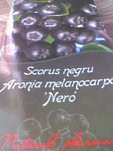 Imag0369 - Aronia scorus negru