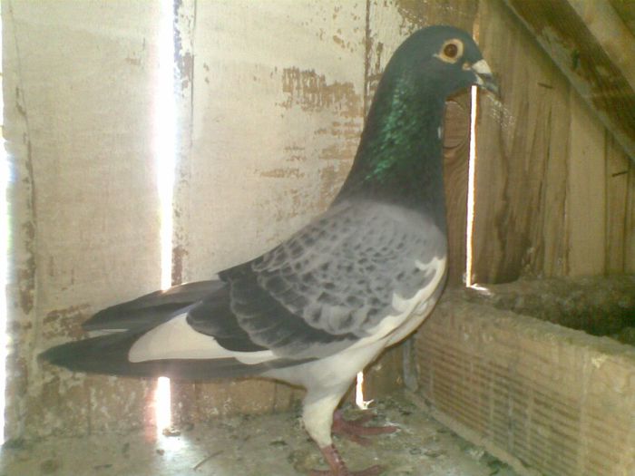 07052013(032) - Voiajori