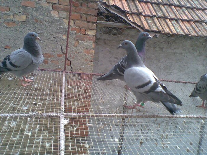 08052013(003) - Voiajori