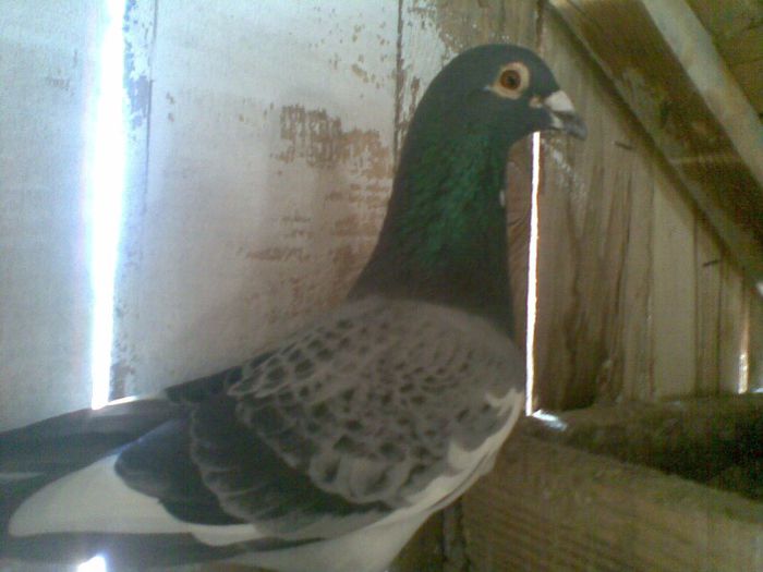 07052013(031) - Voiajori