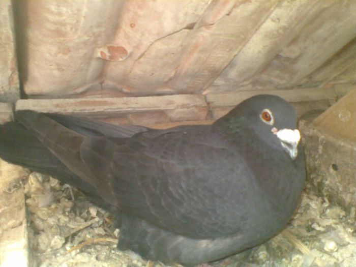 07052013(037) - Voiajori