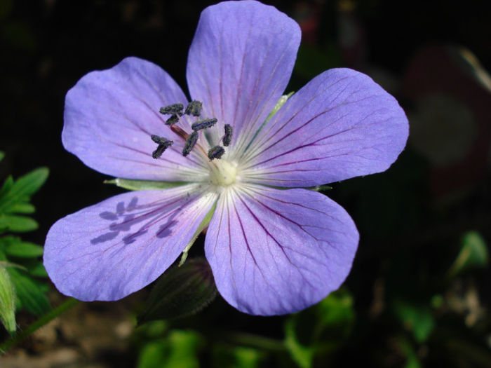 Geranium