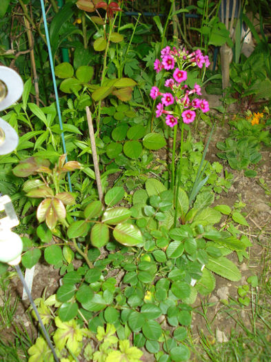 Primula japonica "Millers Crimson"