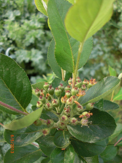 aronia 2 - Gradina Casa si Plante Rare sau Deosebite pentru Sanatate