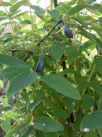 fructe lonicera - Gradina Casa si Plante Rare sau Deosebite pentru Sanatate