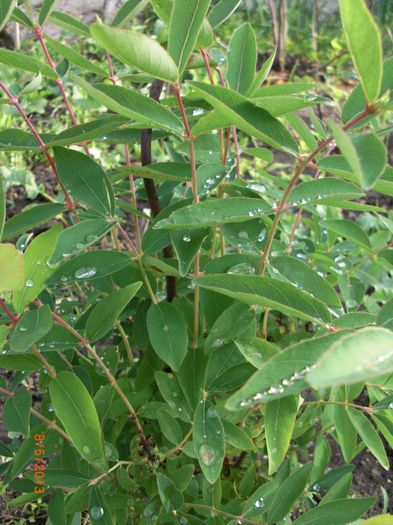 lonicera cu perle de roua - Gradina Casa si Plante Rare sau Deosebite pentru Sanatate
