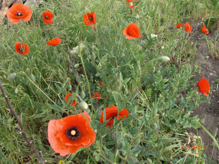maci salbateci1 - Gradina Casa si Plante Rare sau Deosebite pentru Sanatate