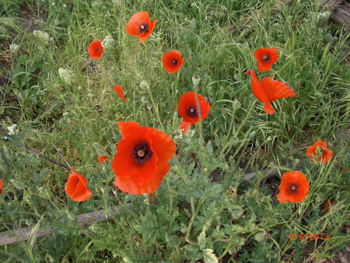 maci salbateci2 - Gradina Casa si Plante Rare sau Deosebite pentru Sanatate