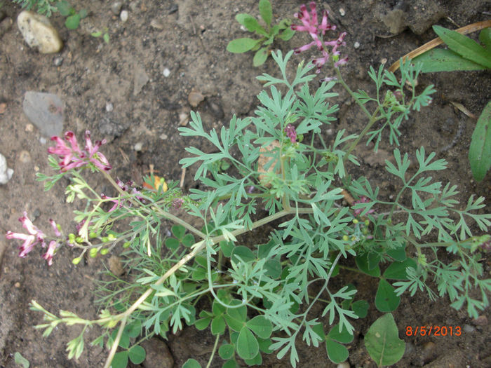 pelinita - Gradina Casa si Plante Rare sau Deosebite pentru Sanatate