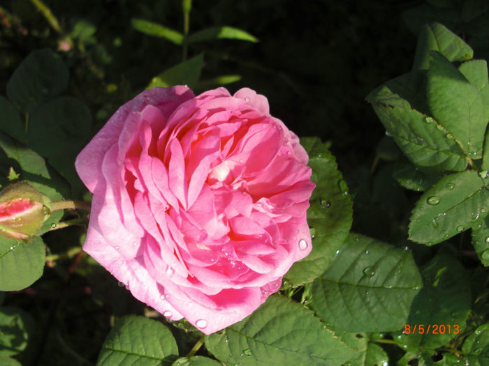 trandafir dulceata5 - Gradina Casa si Plante Rare sau Deosebite pentru Sanatate