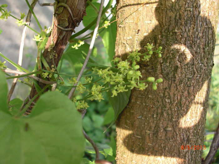 untul pamantului inflorit - Gradina Casa si Plante Rare sau Deosebite pentru Sanatate