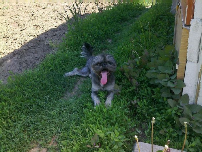 Fotografie0393 - 22 SHIH TZU