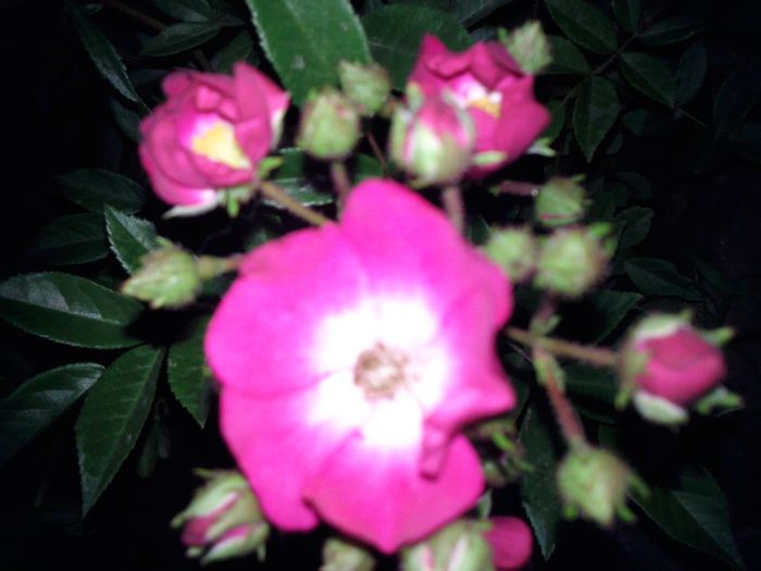 trandafir cu flori simple - Red Balerina