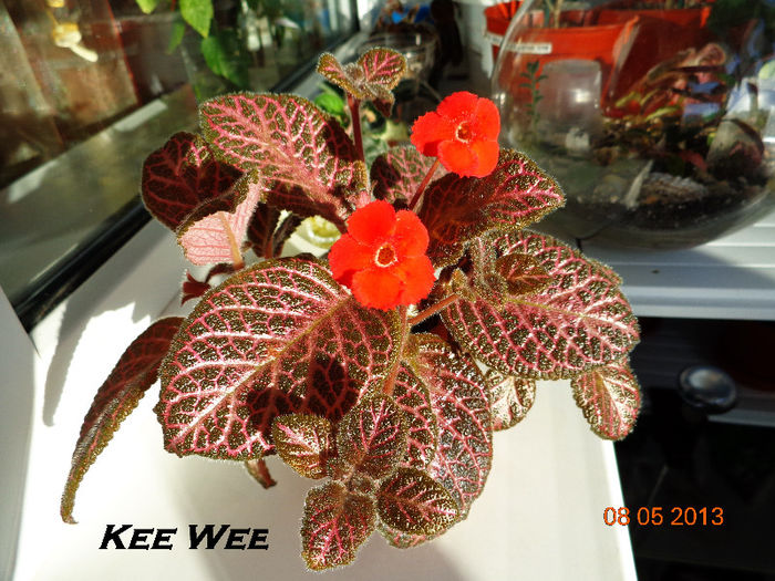 Kee Wee (8-05-2013)