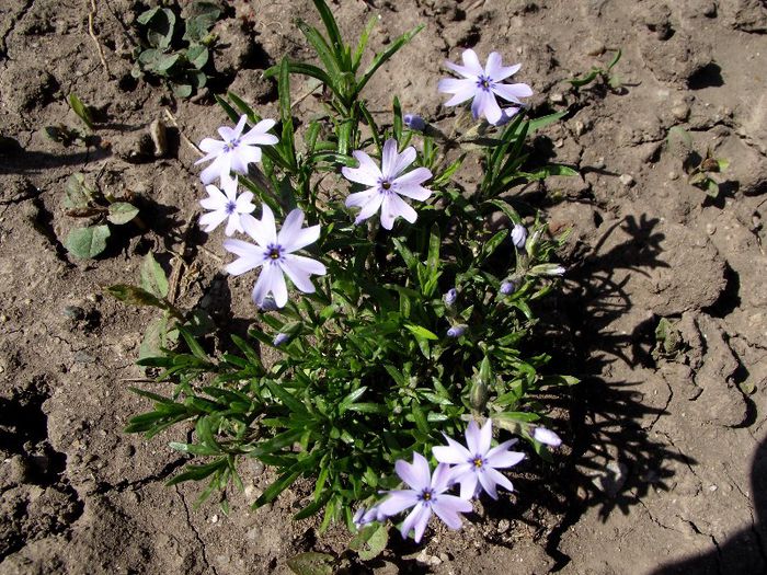phlox blue