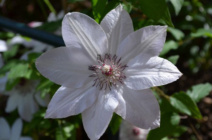 Miss bateman - 1Clematis 2013