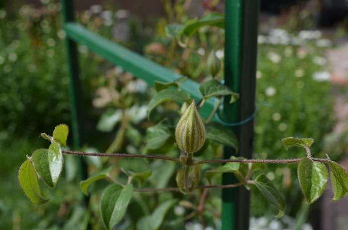 DSC_1082 - 1Clematis 2013