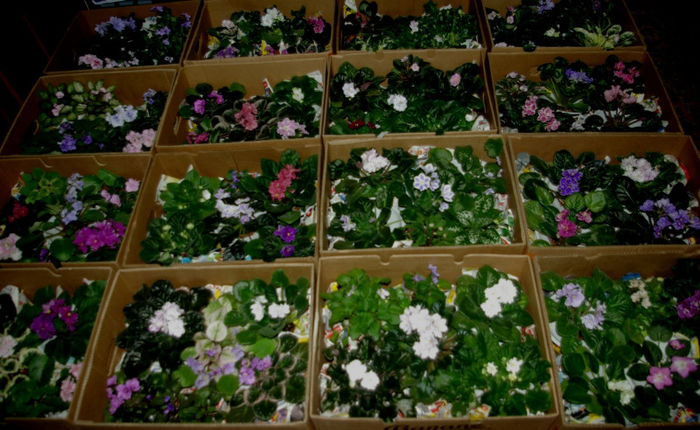 SG106109 - A - 10 - 12 Mai 2013 Expozitie de violete africane si alte Gesneriaceae Bucuresti Romania