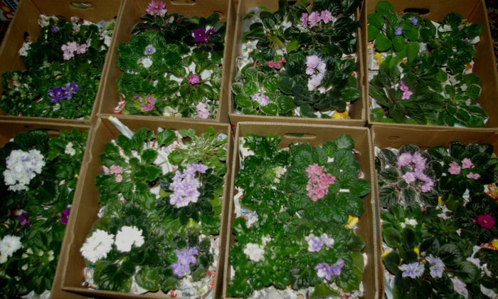 SG106117 - A - 10 - 12 Mai 2013 Expozitie de violete africane si alte Gesneriaceae Bucuresti Romania