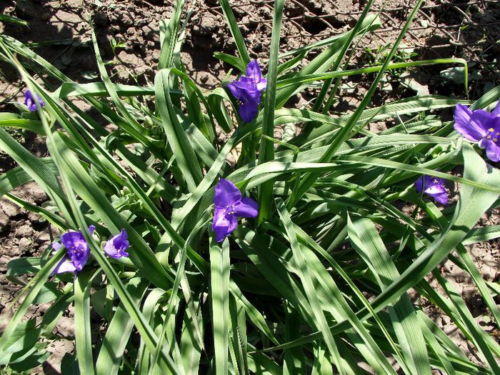tradescantia andersoniana - Flori 2013