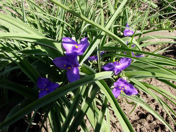 tradescantia - Flori 2013