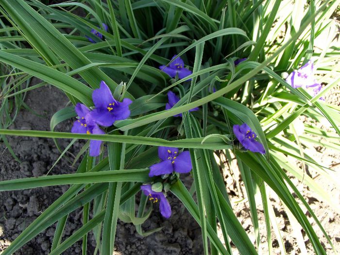tradescantia andersoniana 1