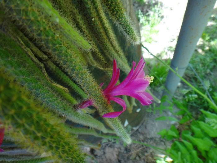 DSC01624 - cactusi