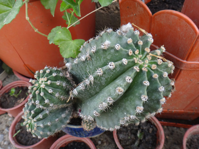 DSC01636 - cactusi