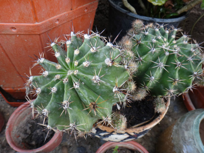 DSC01635 - cactusi