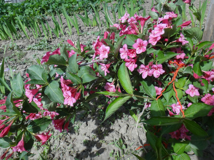 DSC01617 - weigela