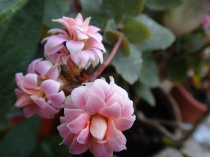 DSC01628 - kalanchoe