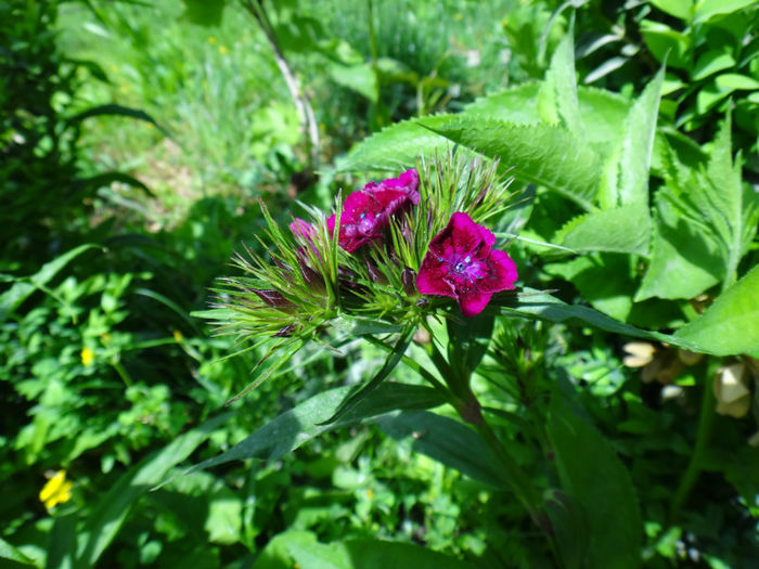 DSC01634 - flori de gradina