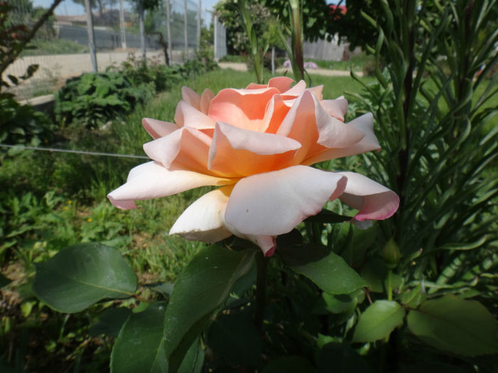 DSC01614; primul trandafir inflorit anul acesta
