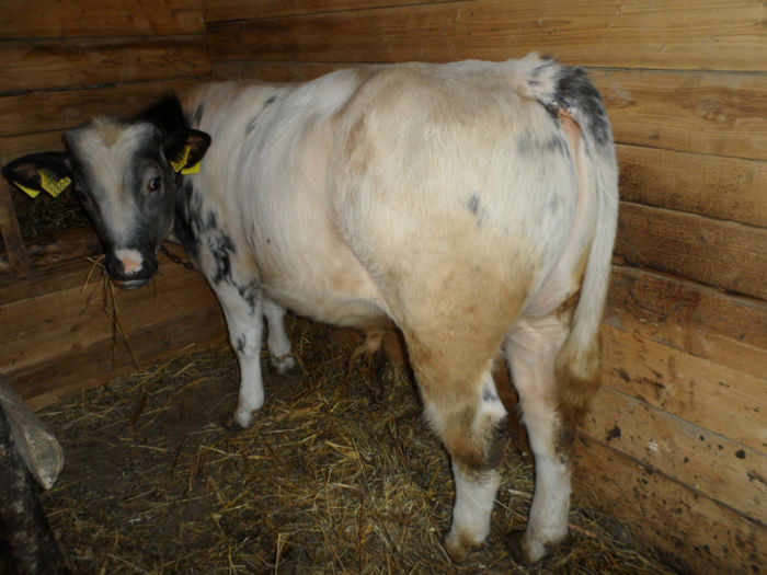 5 luni - Vitel belgian blue