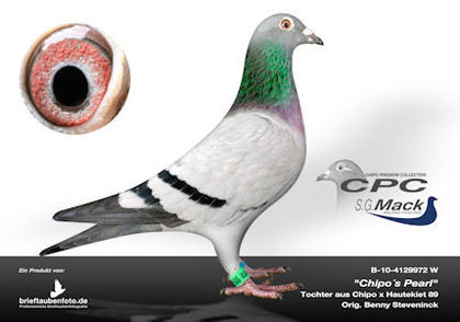CPC%20Chipos%20Pearl%20klein