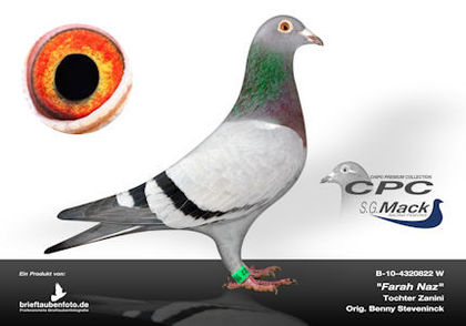 CPC%20Farah%20Naz%20klein