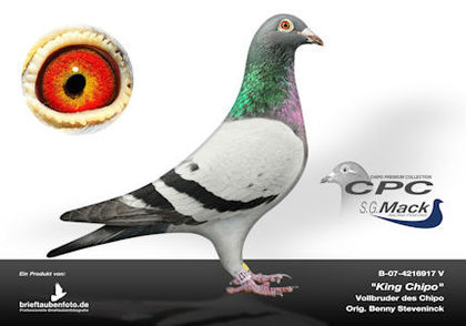 CPC%20King%20Chipo%20klein
