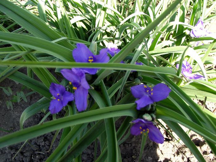 tradescantia 2