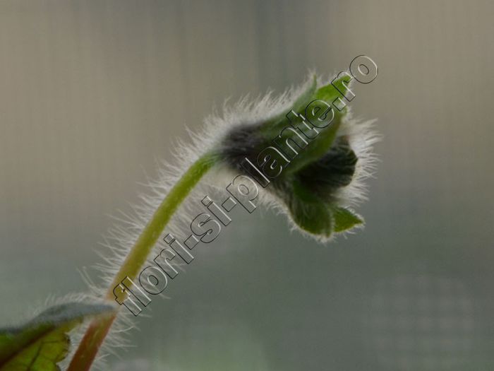 Kohleria Luci s Baby One - KOHLERIA IV - Hibrizii mei - My hybrids