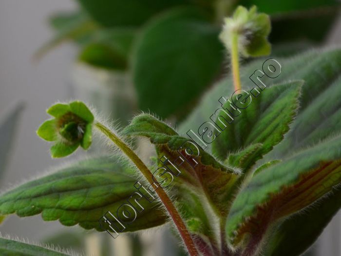 Kohleria Luci s Baby One - KOHLERIA IV - Hibrizii mei - My hybrids