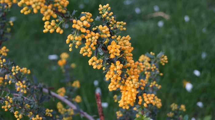 berberis - Crengute inflorite