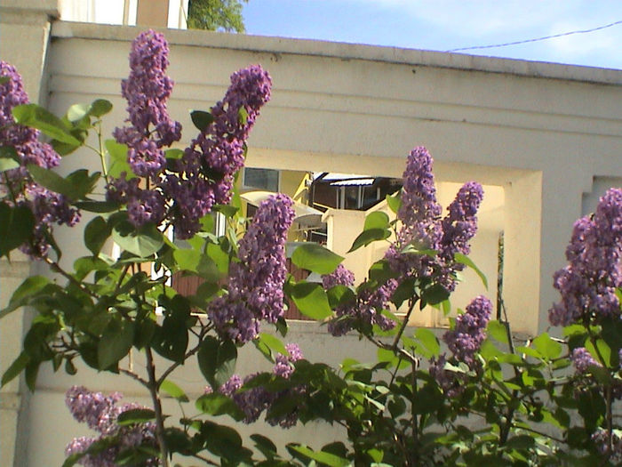 DSC00369 - Syringa Charles Joly