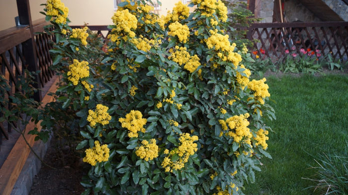 Mahonia - Crengute inflorite