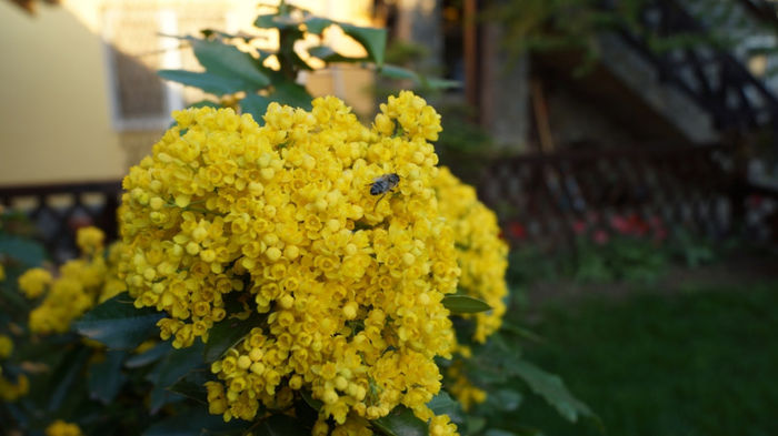 floare de Mahonia