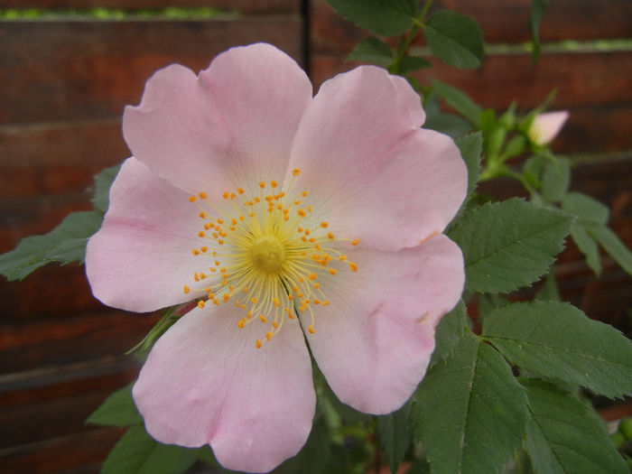 Rosa canina_Dog Rose (2013, May 09) - ROSA Canina_Dog Rose