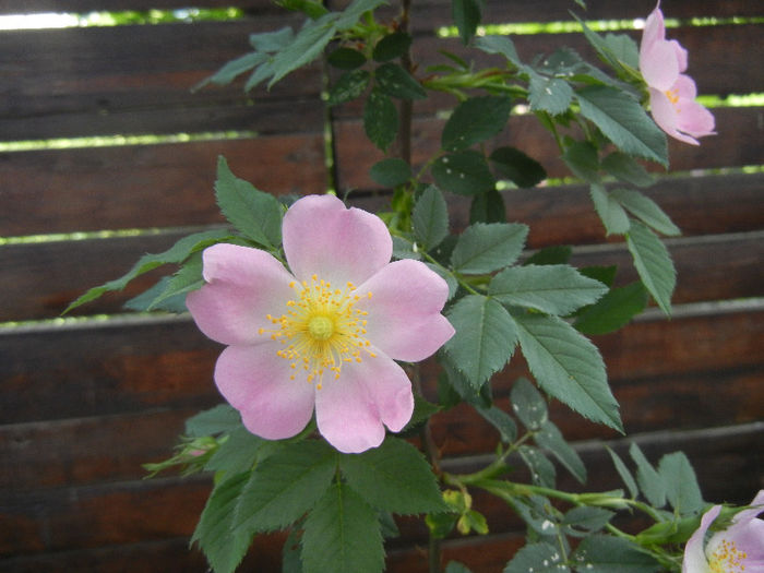 Rosa canina_Dog Rose (2013, May 09) - ROSA Canina_Dog Rose