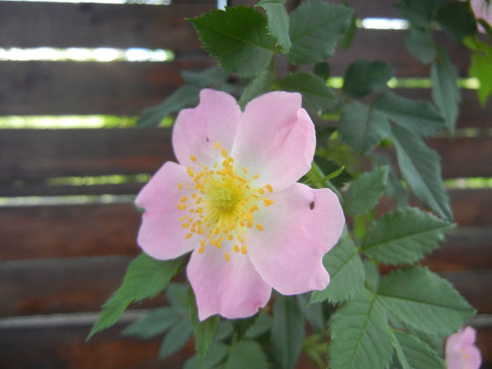 Rosa canina_Dog Rose (2013, May 09) - ROSA Canina_Dog Rose