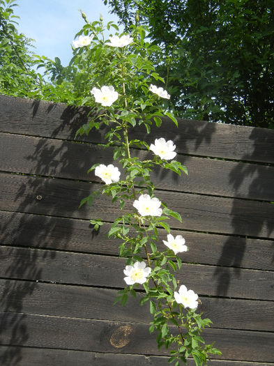 Rosa canina_Dog Rose (2013, May 09) - ROSA Canina_Dog Rose