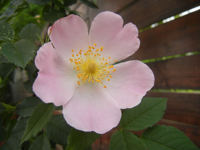 Rosa canina_Dog Rose (2013, May 09) - ROSA Canina_Dog Rose