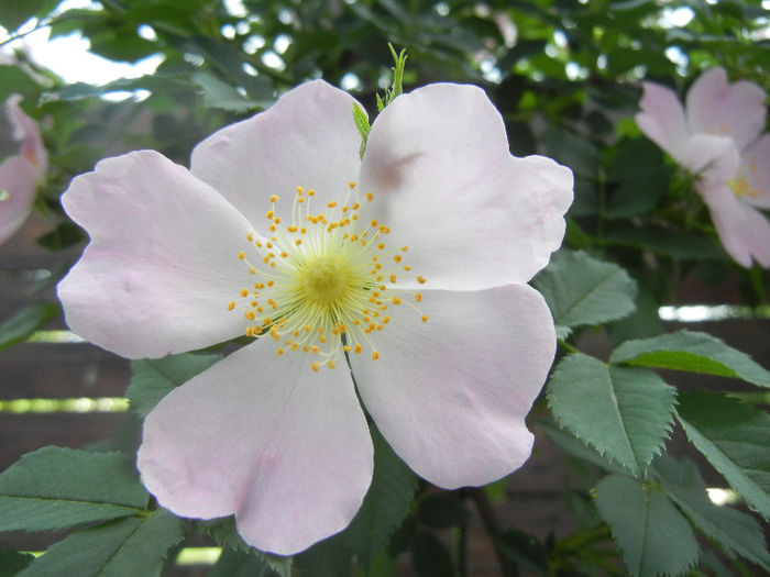 Rosa canina_Dog Rose (2013, May 09) - ROSA Canina_Dog Rose